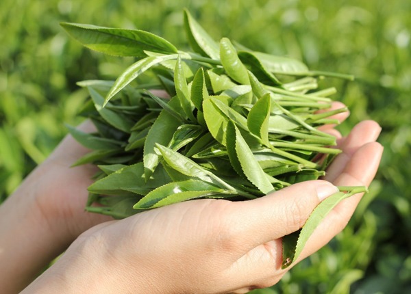 chi ton 10 ngan mua la che xanh dung, da ngay mot sang min, tham mun cung bay sach - 1